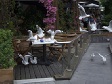 Seagulls attacking Patio Table.jpg